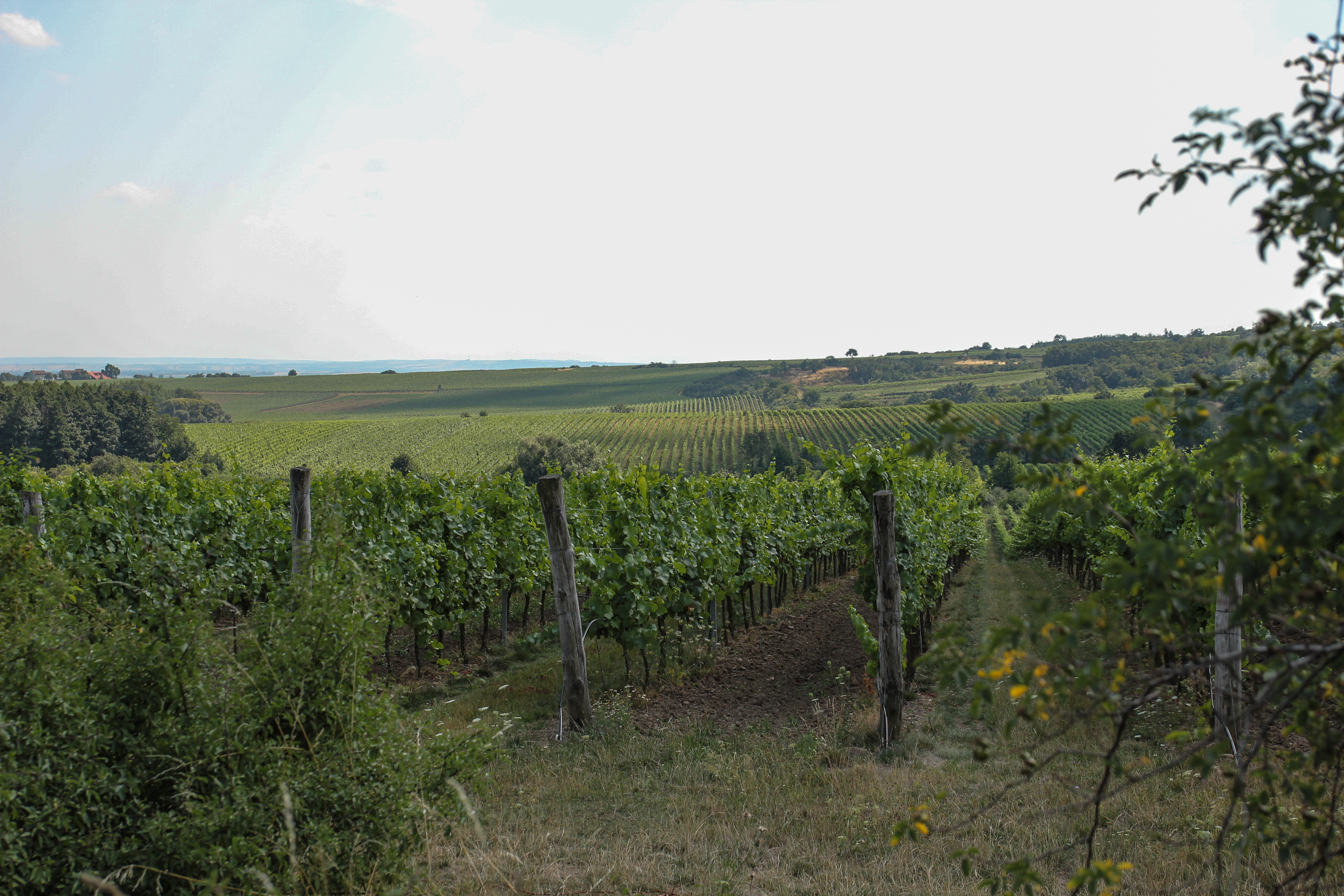 Виноградники плавно переходт из Чехии в Австрию